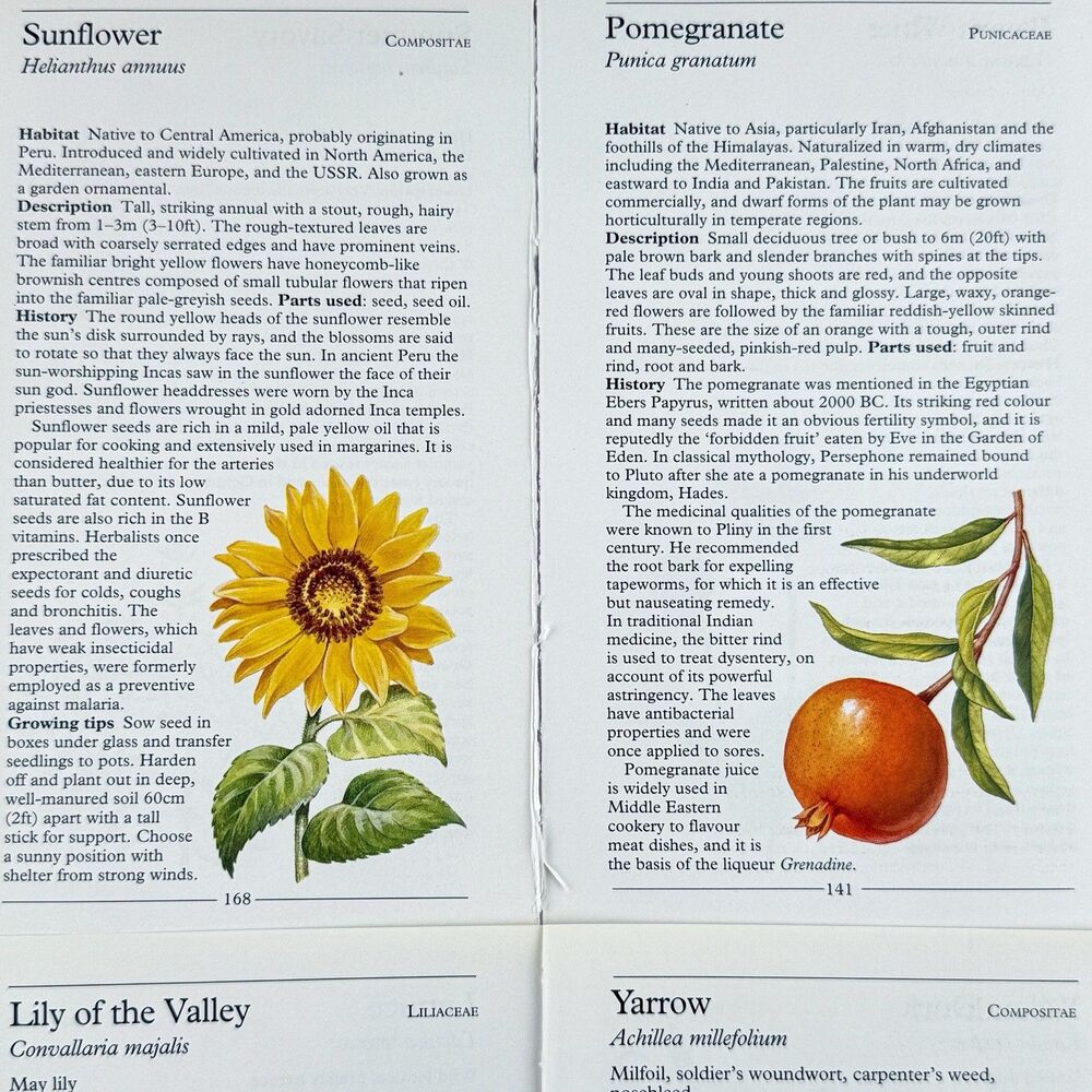 Lot of 4 Vintage Double Sided Botanical 5x7 Book Plate Prints MCM Gallery Wall